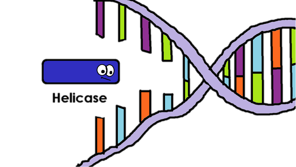 Helicase - DNA Replication